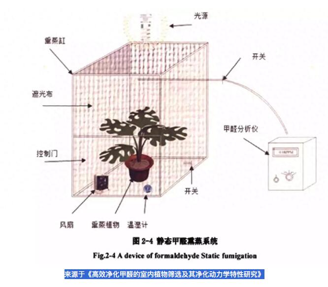 公司用綠蘿除甲醛，到底靠不靠譜？