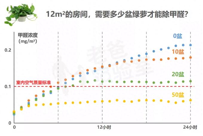 公司用綠蘿除甲醛，到底靠不靠譜？