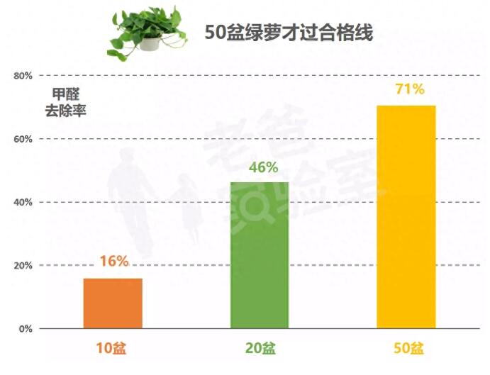 公司用綠蘿除甲醛，到底靠不靠譜？