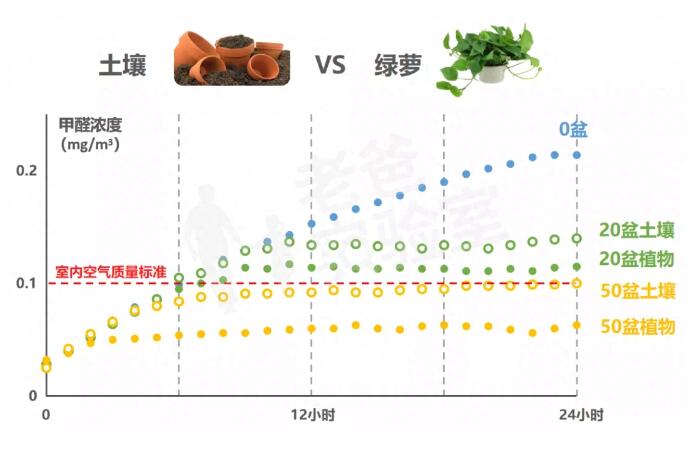 公司用綠蘿除甲醛，到底靠不靠譜？